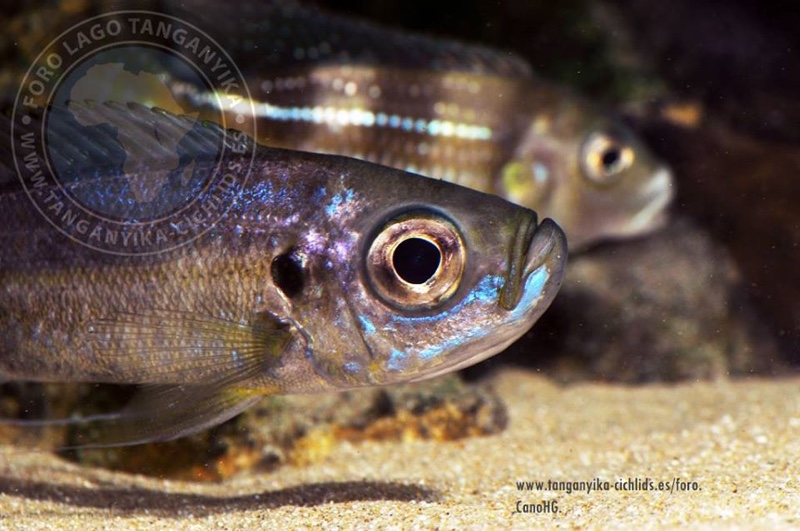 Haplotaxodon trifasciatus